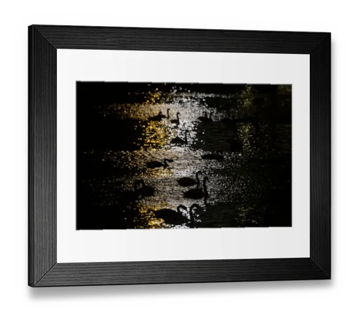 Framed Print : Prague-Birds-Feature Framed Print : Prague-Birds-Feature