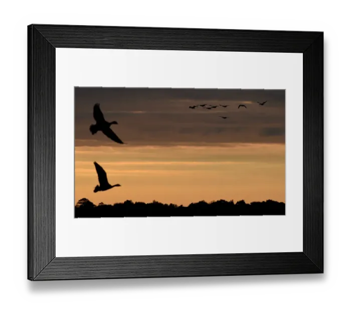 Framed Print : Britain-Birds-Migration