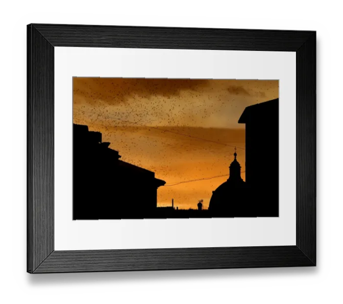 Framed Print : Italy-Birds-Starlings-Feature Framed Print : Italy-Birds-Starlings-Feature