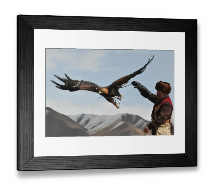Framed Print : A Kyrgyz berkutchi (eagle hunter) releases his bird, a golden eagle, during the hunting Framed Print : A Kyrgyz berkutchi (eagle hunter) releases his bird, a golden eagle, during the hunting