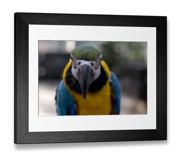 Framed Print : Hong Kong-Environment-Birds