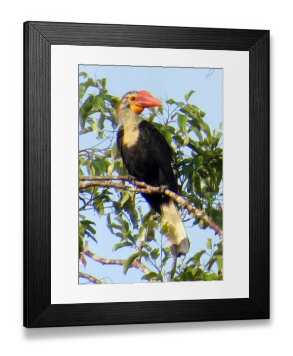 Framed Print : Philippines-Environment-Birds-Animal-Nature