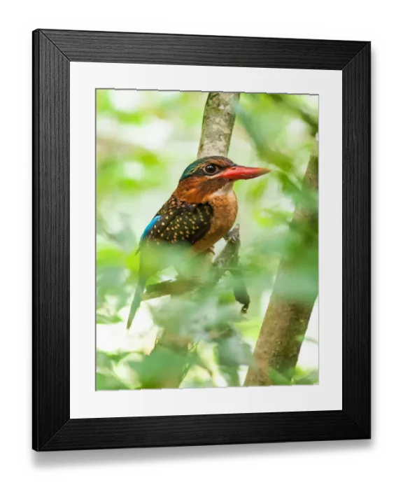 Framed Print : Philippines-Birds-Animal-Nature Framed Print : Philippines-Birds-Animal-Nature