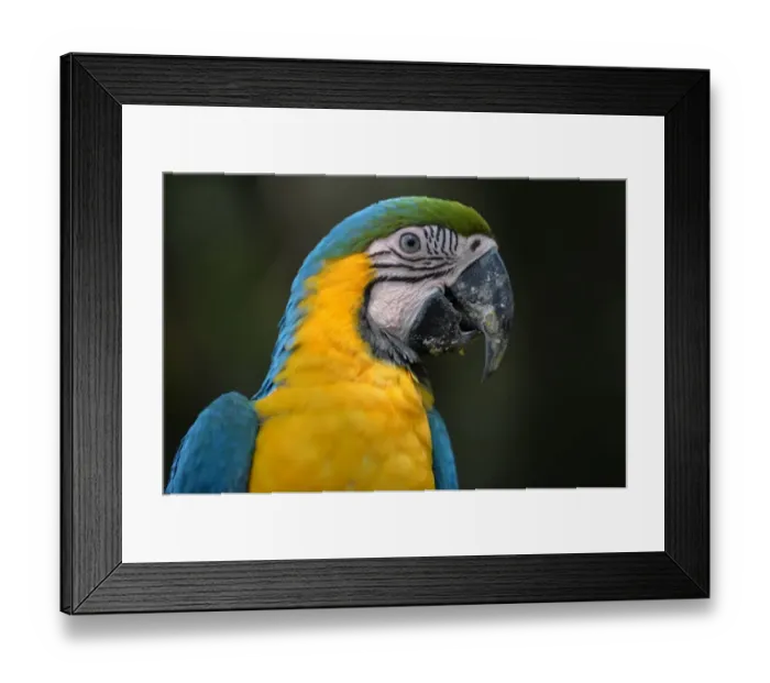 Framed Print : Indonesia-Conservation-Bird-Mccaw Framed Print : Indonesia-Conservation-Bird-Mccaw