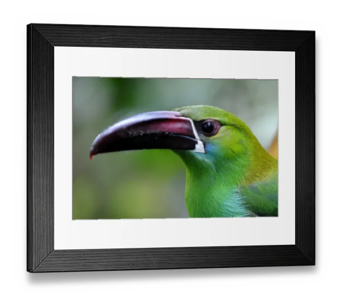 Framed Print : Ecuador-Birds-Reserve