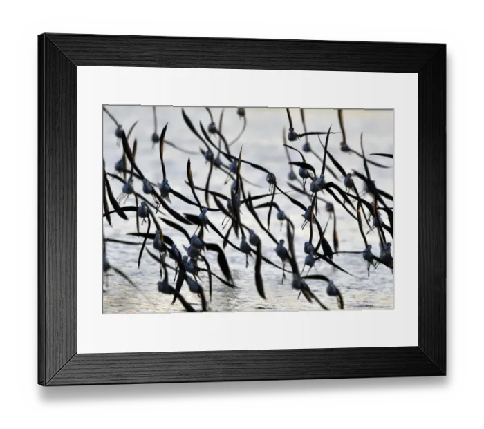 Framed Print : Taiwan-Wildlife-Birds Framed Print : Taiwan-Wildlife-Birds