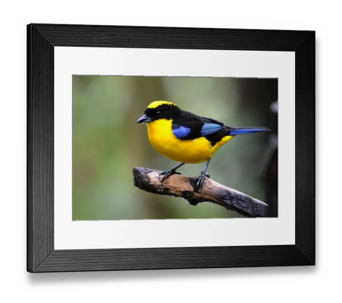 Framed Print : Black Chinned Mountain Tanager (Anisognathus notavilis)