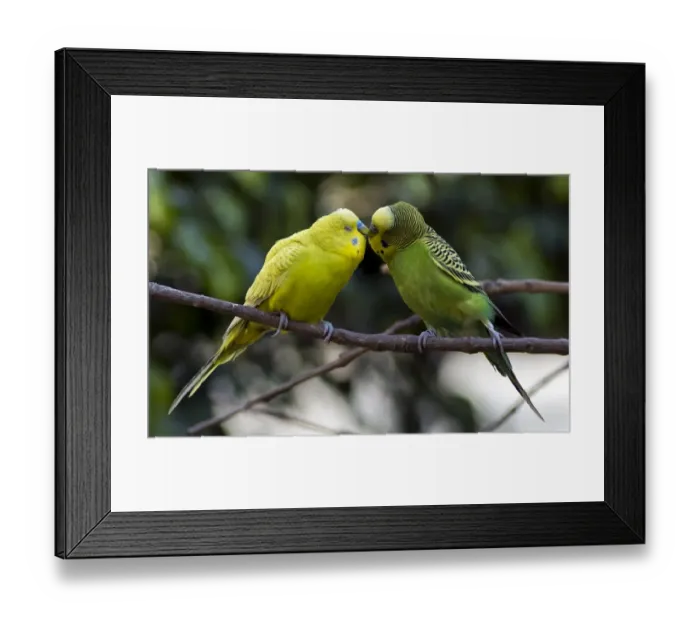 Framed Print : Mexico-Birds-Australian Parrots Framed Print : Mexico-Birds-Australian Parrots