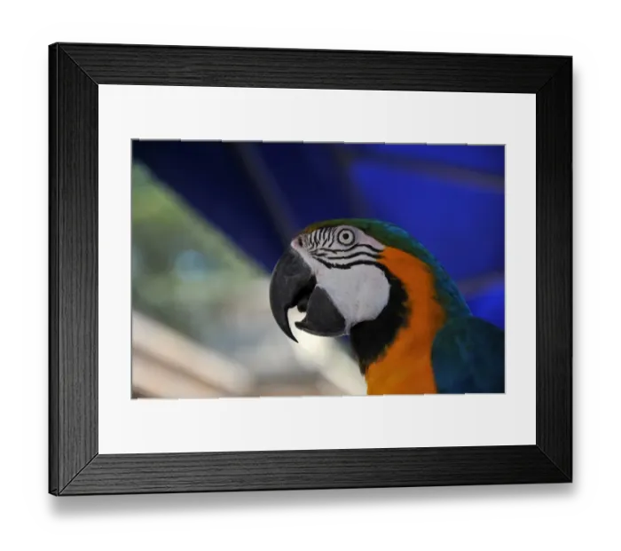 Framed Print : Brazil-Animal-Zoo-Blessing