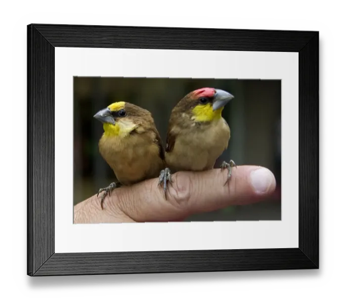 Framed Print : Colombia-Animals-Birds