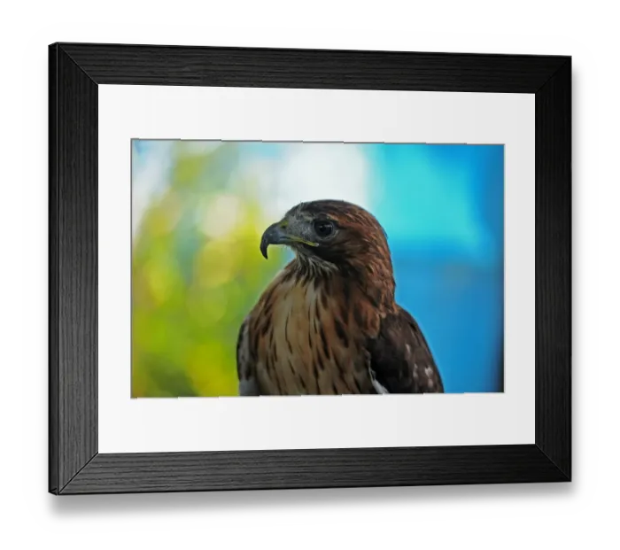 Framed Print : El Salvador-Birds-Rescue