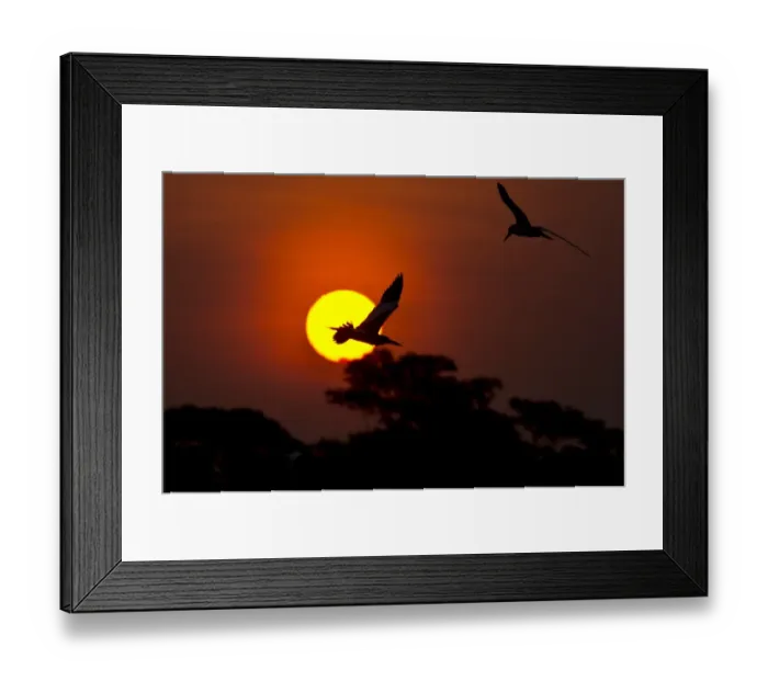 Framed Print : Brazil-Environment-Pantanal Framed Print : Brazil-Environment-Pantanal