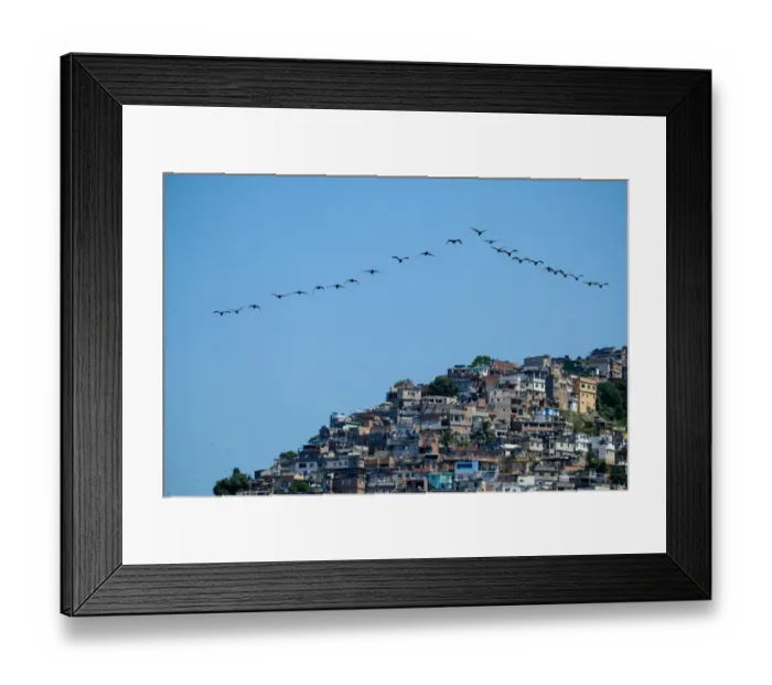 Framed Print : Brazil-Bird-Vidigal-Shantytown Framed Print : Brazil-Bird-Vidigal-Shantytown