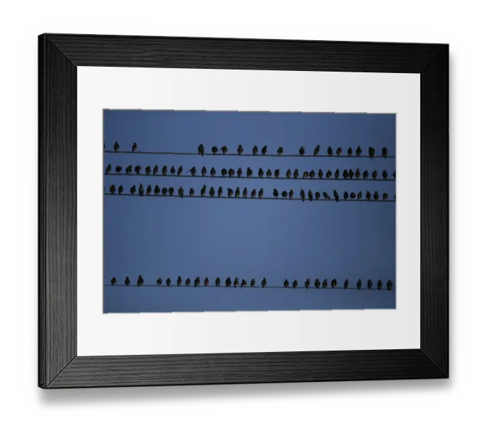 Framed Print : Israel-Nature-Birds