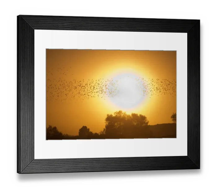 Framed Print : Israel-Birds-Starlings Framed Print : Israel-Birds-Starlings