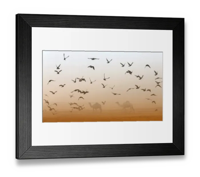 Framed Print : Uae-Camel-Festival Framed Print : Uae-Camel-Festival