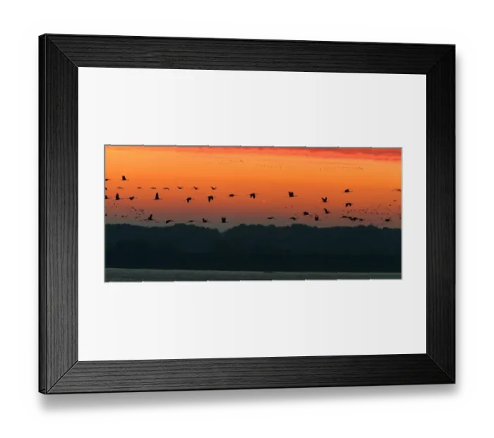 Framed Print : France-Nature-Animals-Birds
