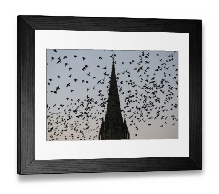 Framed Print : Pigeons fly over the northwestern city of Caen on October 8, 2015 Framed Print : Pigeons fly over the northwestern city of Caen on October 8, 2015