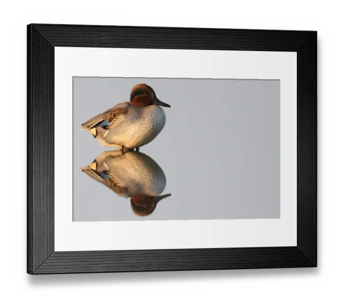 Framed Print : Italy-Nature-Animal-Birds Framed Print : Italy-Nature-Animal-Birds