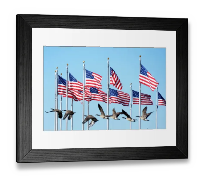 Framed Print : Us-Washington-Birds-Geese
