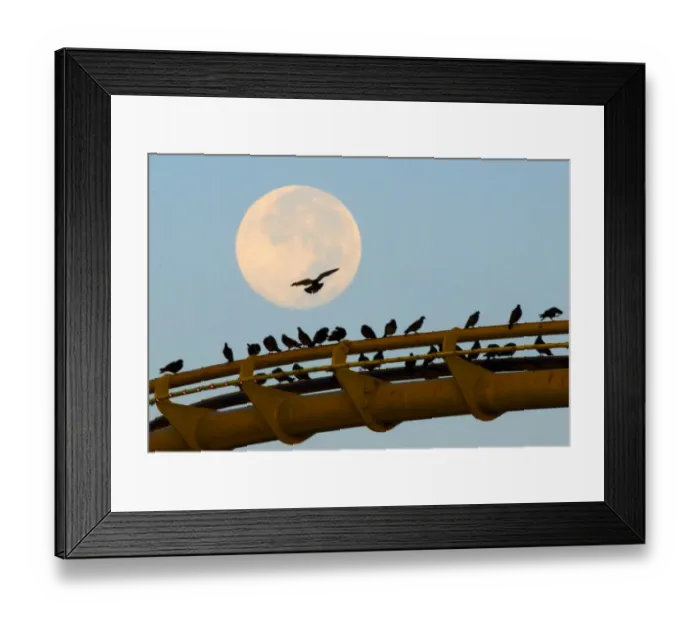 Framed Print : Us-California-Full Moon-Birds Framed Print : Us-California-Full Moon-Birds