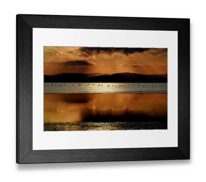 Framed Print : Us-Water-Birds Framed Print : Us-Water-Birds