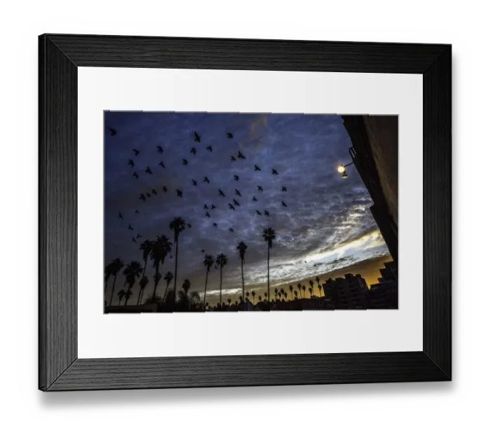 Framed Print : Us-Feature-Birds