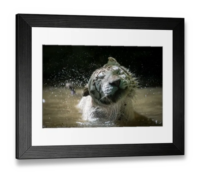 Framed Print : France-Animal-Feature Framed Print : France-Animal-Feature