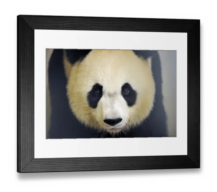 Framed Print : France-Animal-Zoo-Panda