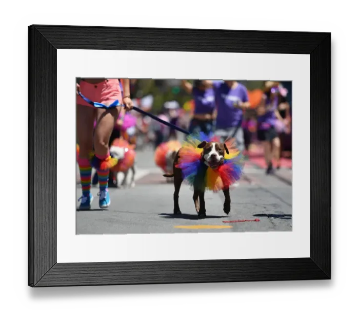 Framed Print : Us-Gay-Pride- Parade- San Francisco-Dog Framed Print : Us-Gay-Pride- Parade- San Francisco-Dog