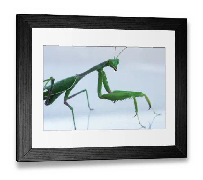 Framed Print : Files-Israel-Animal-Mantis Religiosa Framed Print : Files-Israel-Animal-Mantis Religiosa