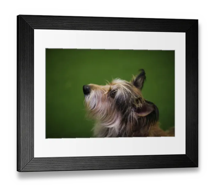Framed Print : Us-Entertainment-Dog-Show