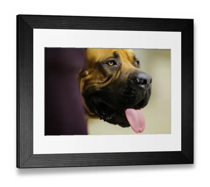 Framed Print : Us-Entertainment-Dog-Show Framed Print : Us-Entertainment-Dog-Show