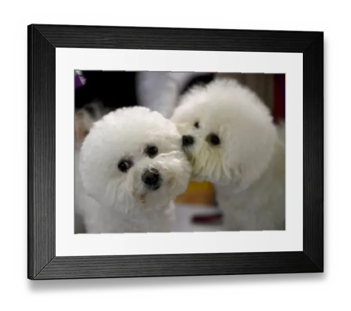 Framed Print : Us-New York - Dogs Framed Print : Us-New York - Dogs