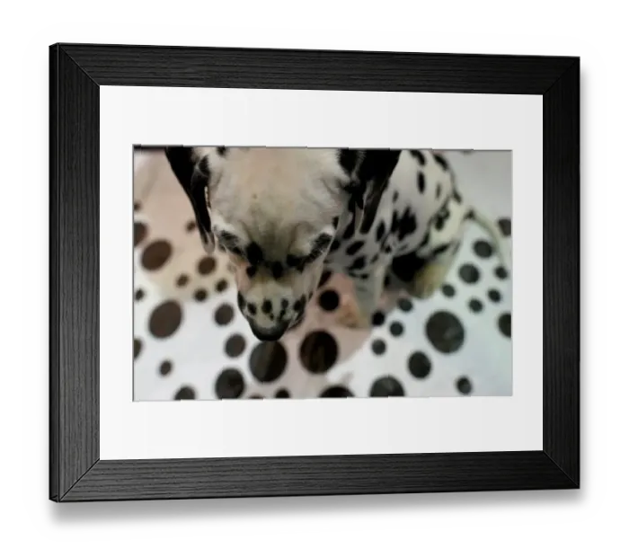 Framed Print : Us-New York - Dog Framed Print : Us-New York - Dog