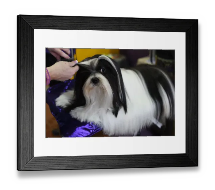 Framed Print : Us-Westminster Dog Show