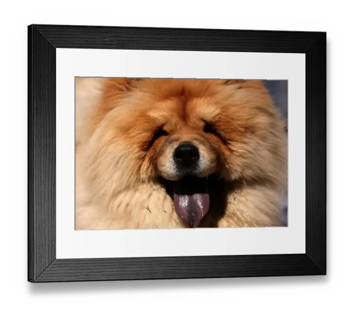 Framed Print : Lebanon-Animals - Dog