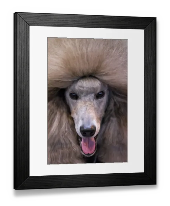 Framed Print : Britain-Animal-Dog-Crufts Framed Print : Britain-Animal-Dog-Crufts