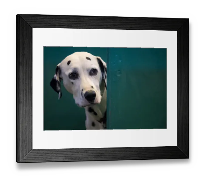Framed Print : Britain-Animal-Dog-Crufts