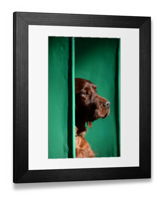 Framed Print : Britain-Animal-Dog-Crufts