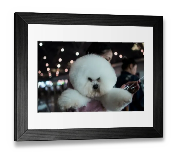 Framed Print : China-Animals-Pets Framed Print : China-Animals-Pets