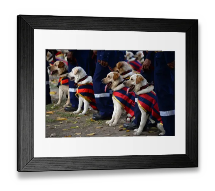 Framed Print : India-Police-Dog Framed Print : India-Police-Dog