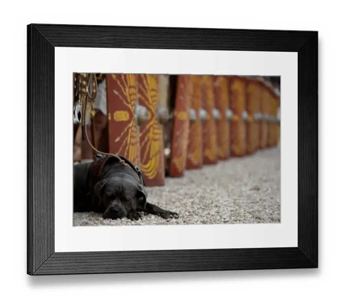 Framed Print : Italy-Rome-Anniversary-History-Dog Framed Print : Italy-Rome-Anniversary-History-Dog