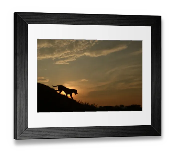 Framed Print : El-Salvador-Dog-Sunset