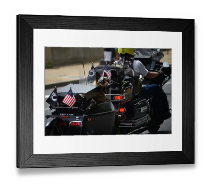 Framed Print : Us-Memorial-Day-Rolling-Thunder-Dog Framed Print : Us-Memorial-Day-Rolling-Thunder-Dog