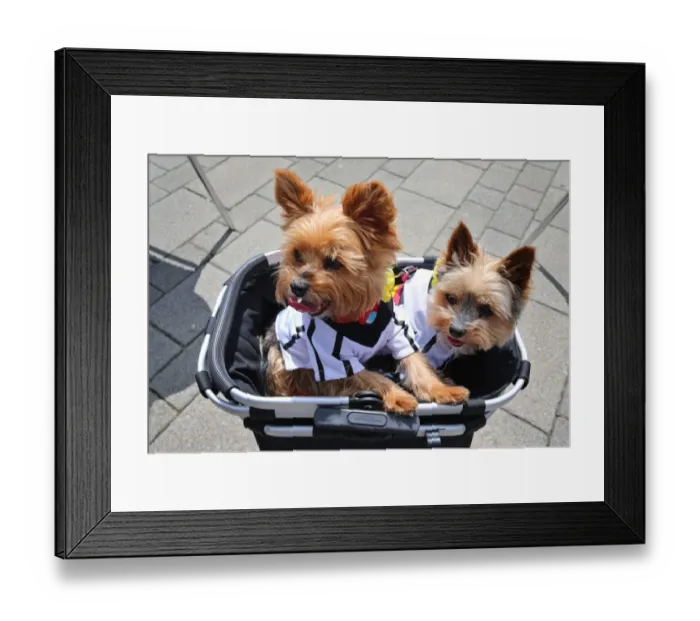 Framed Print : Euro-Football-Dogs