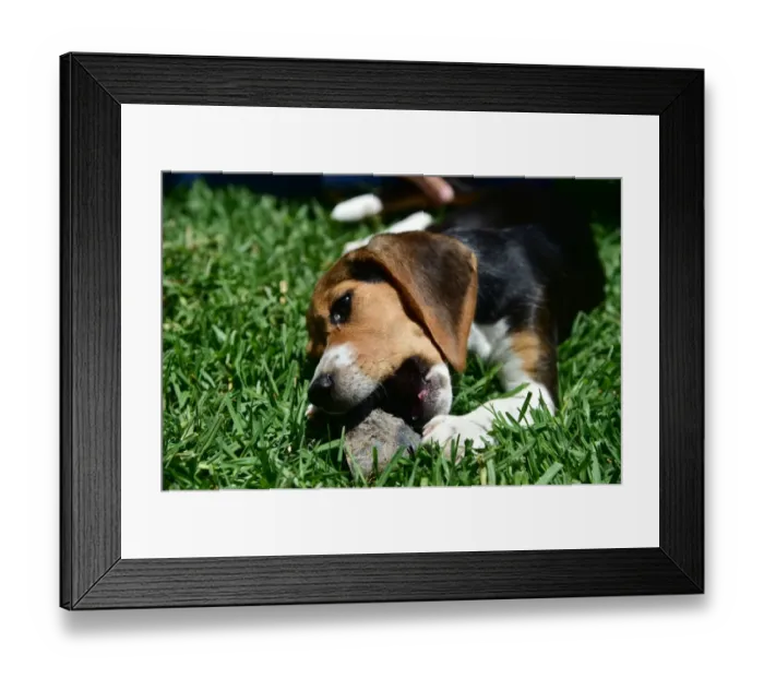 Framed Print : Us-Animal-Dog Framed Print : Us-Animal-Dog