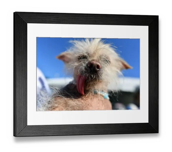 Framed Print : Us-Ugly-Dog-Animal Framed Print : Us-Ugly-Dog-Animal