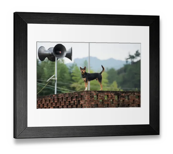 Framed Print : China-School-Dog