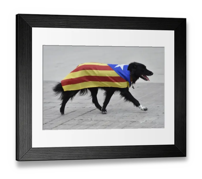 Framed Print : Spain-Barcelona-Catalan-Dog